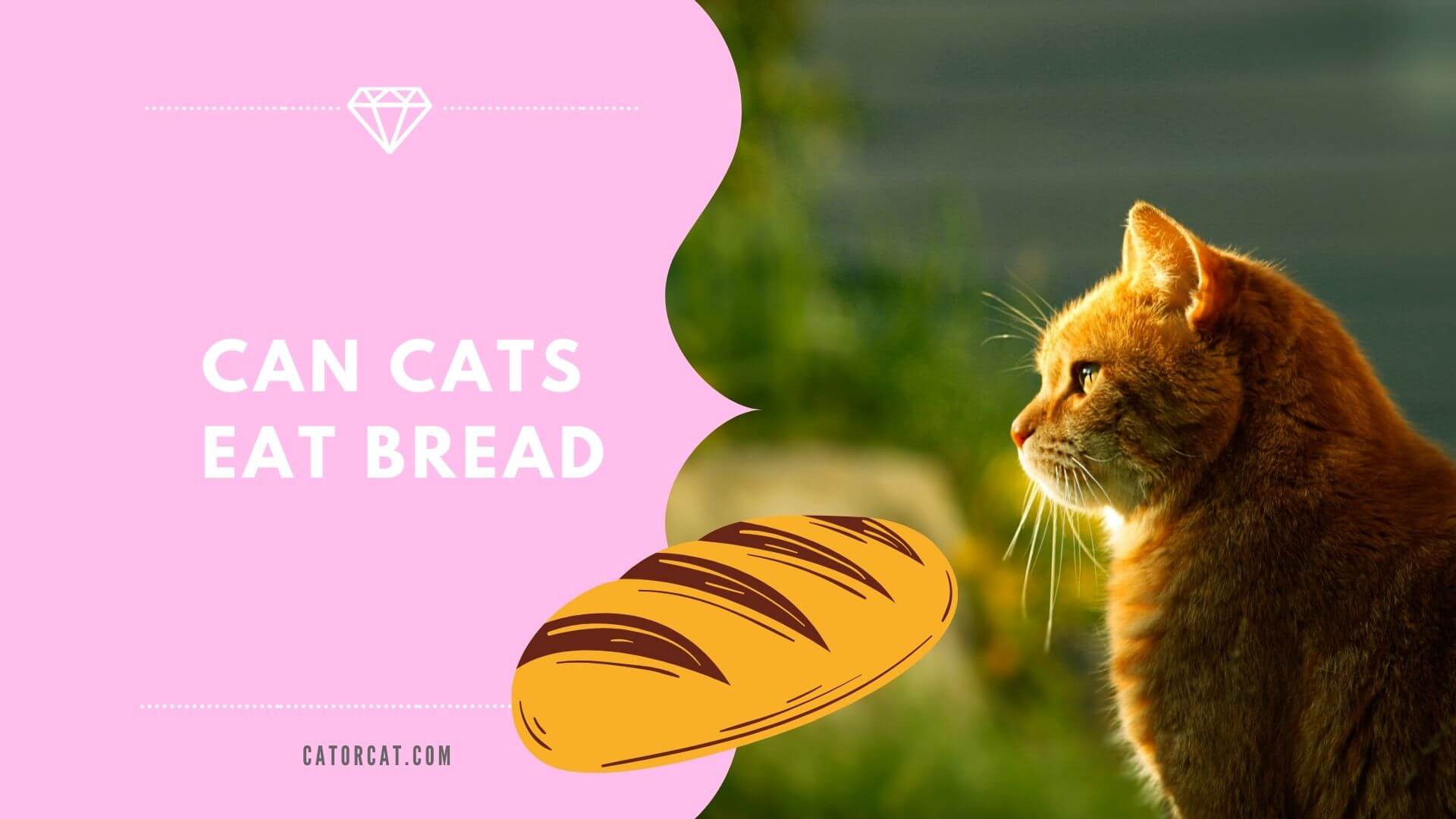 Can Cats Eat Bread | Is it Safe and Good | What Happens if Cat Eats...